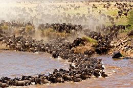 Masai Mara Kenya Safari